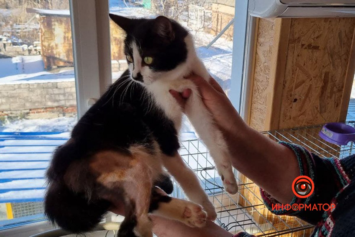 Лечим лапку Лечим лапку - помощь можно отправить на карту