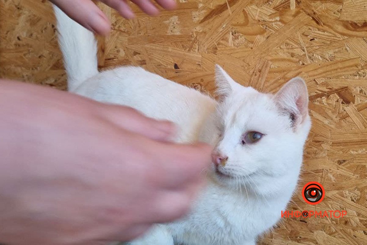 Белоснежный одноглазик тоже хочет в дом Белоснежный одноглазик тоже хочет в дом