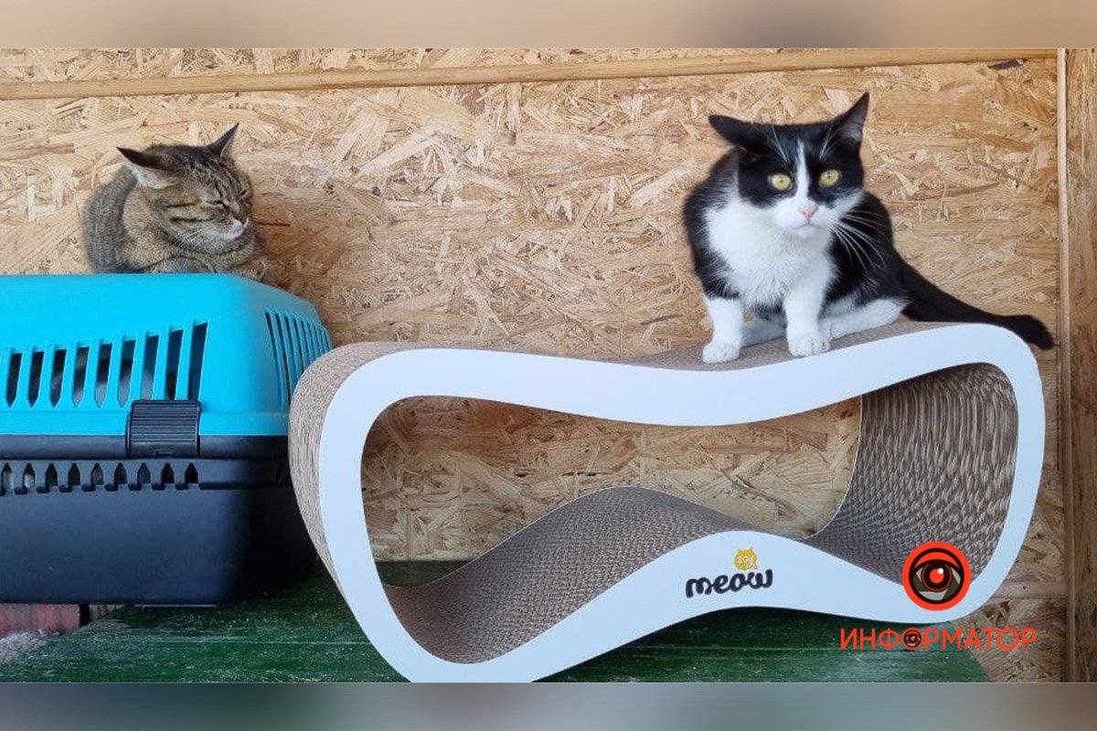 Новая когтеточка Новая когтеточка