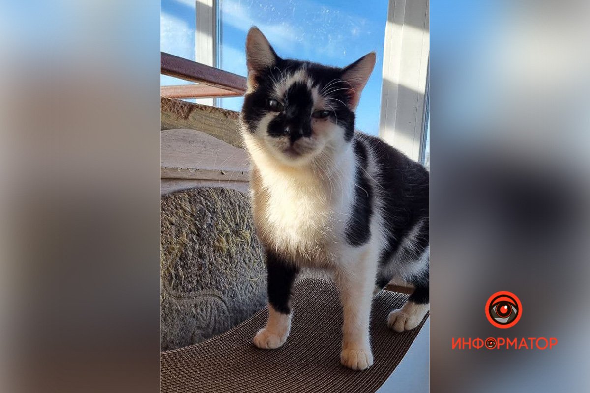 Котяка-подозревака Котяка-подозревака