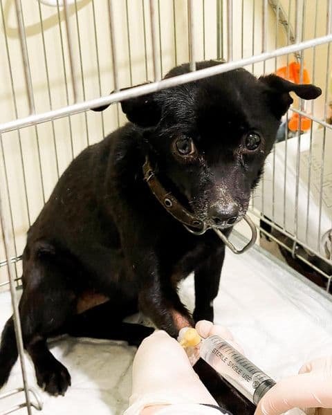 Сломали лапки, больное сердечко и синдром раздраженного кишечника: каким животным Днепра нужна помощь 1