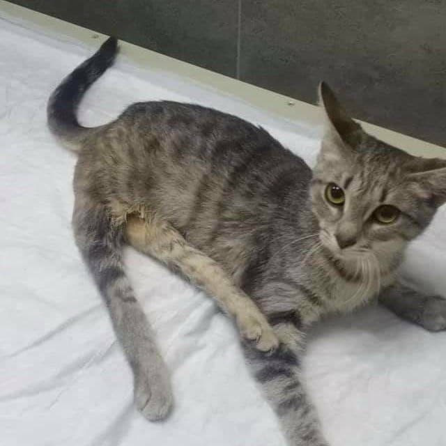 Сломали лапки, больное сердечко и синдром раздраженного кишечника: каким животным Днепра нужна помощь 2