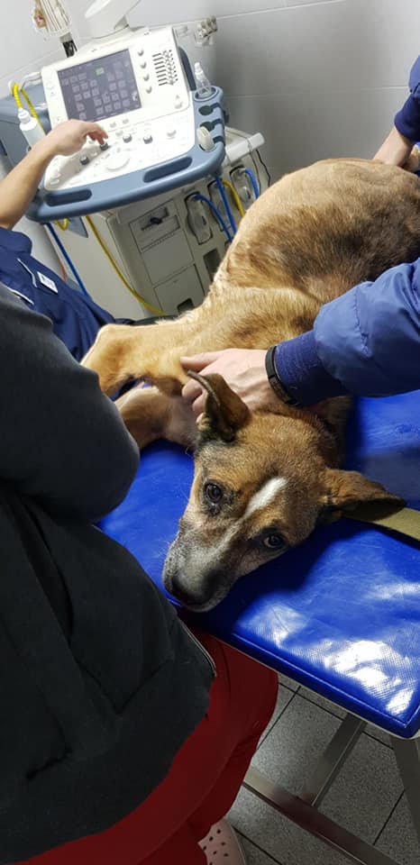 Сломали лапки, больное сердечко и синдром раздраженного кишечника: каким животным Днепра нужна помощь 3