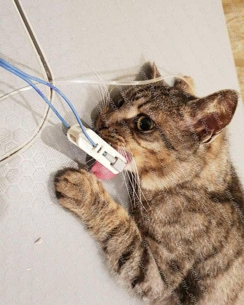 Сломали лапки, больное сердечко и синдром раздраженного кишечника: каким животным Днепра нужна помощь 4