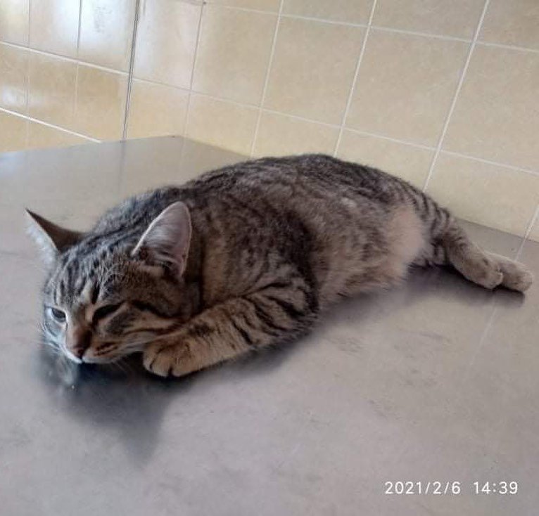 Сломали лапки, больное сердечко и синдром раздраженного кишечника: каким животным Днепра нужна помощь 5