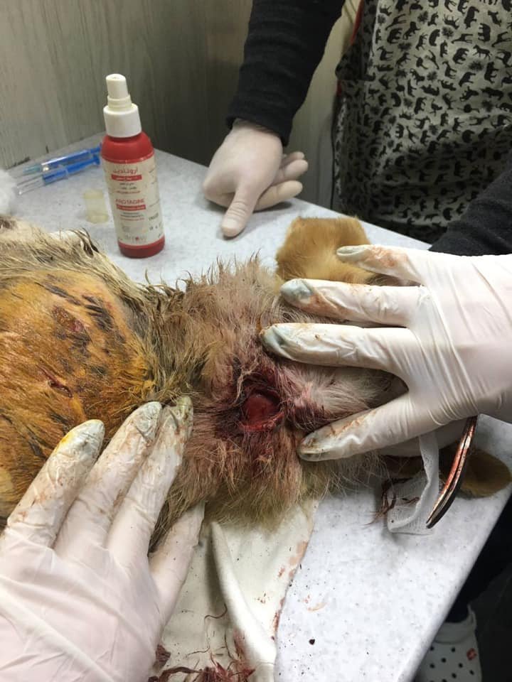 В Днепре маленькую собаку растерзали на охраняемой территории 1