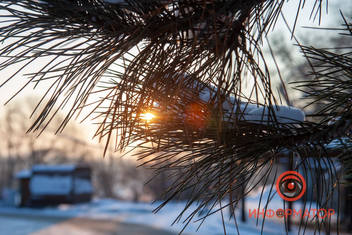 Солнце путается в елочных иголках