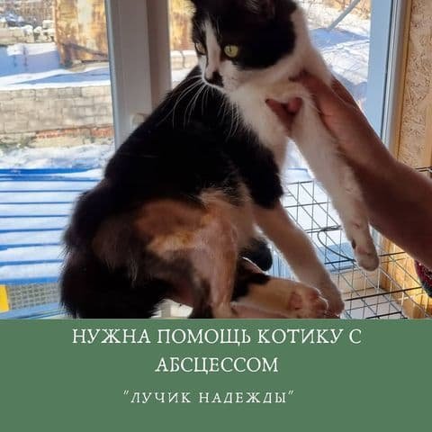 Бросили на цепи с переломом, опухоль и травма позвоночника: каким животным Днепра нужна помощь 7
