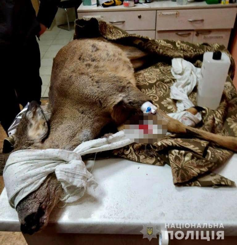 В Днепропетровской области полицейские спасли раненую косулю 1