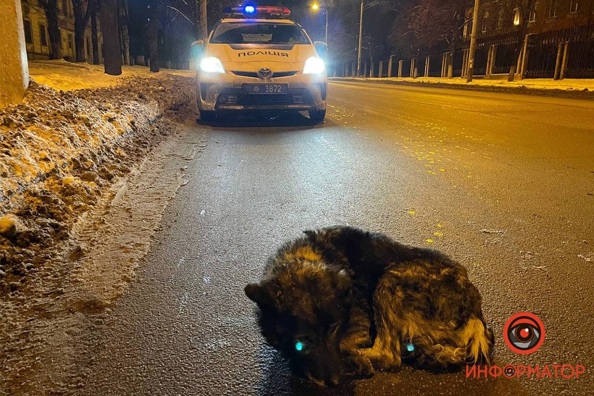 Пес лежал на дороге, свернувшись