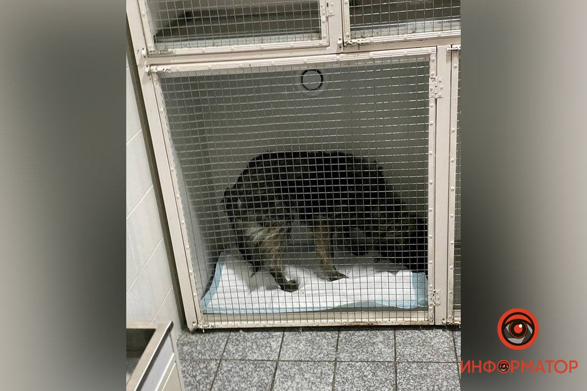 Мохнатый смог согреться