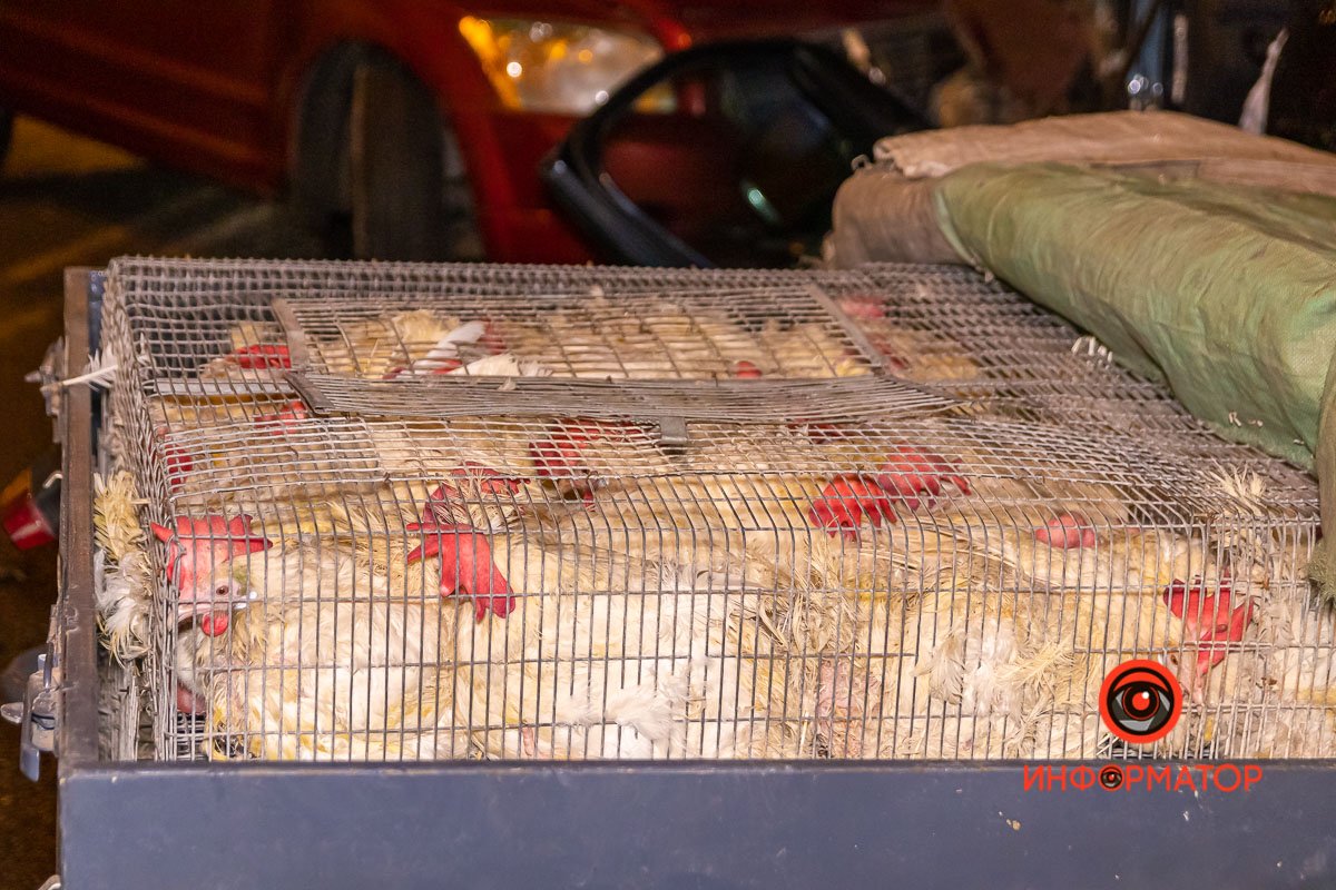 Птицы в ДТП также не пострадали Птицы в ДТП также не пострадали