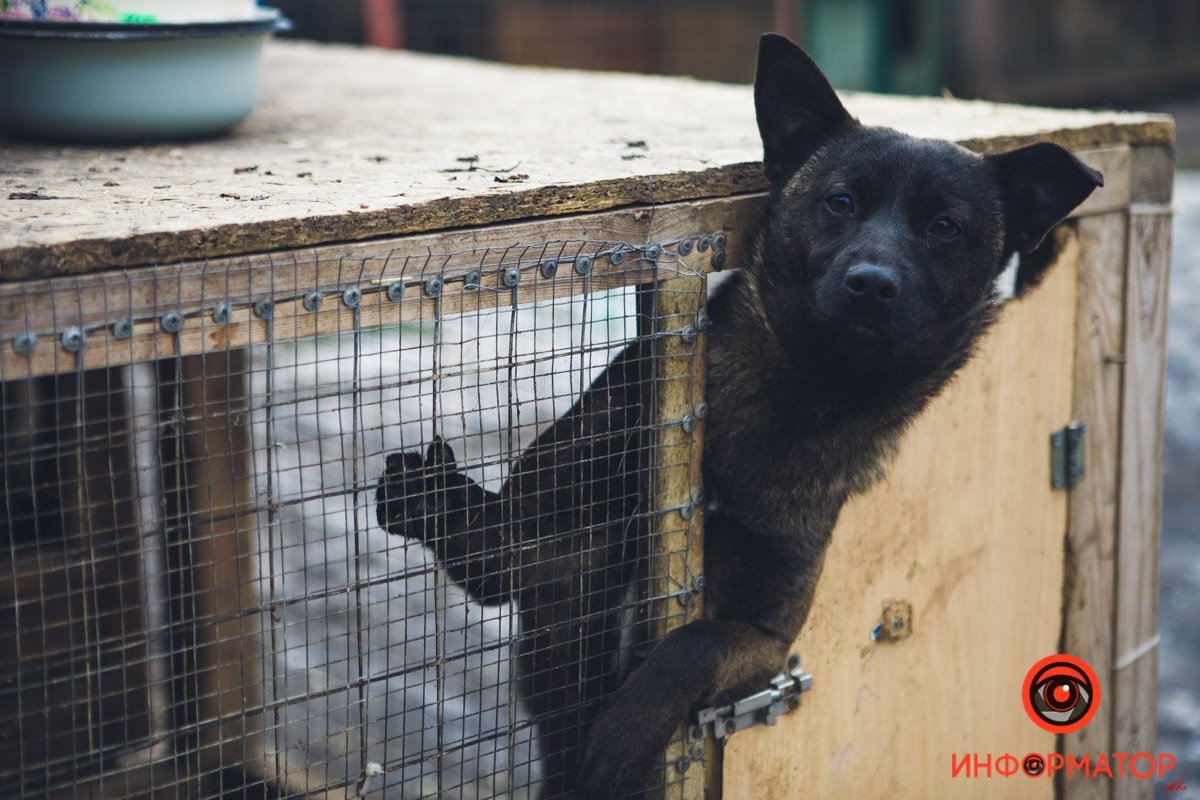 Военные, полицейские и спасатели снялись в фотосессии с бездомными животными в Днепре: классные фото 1