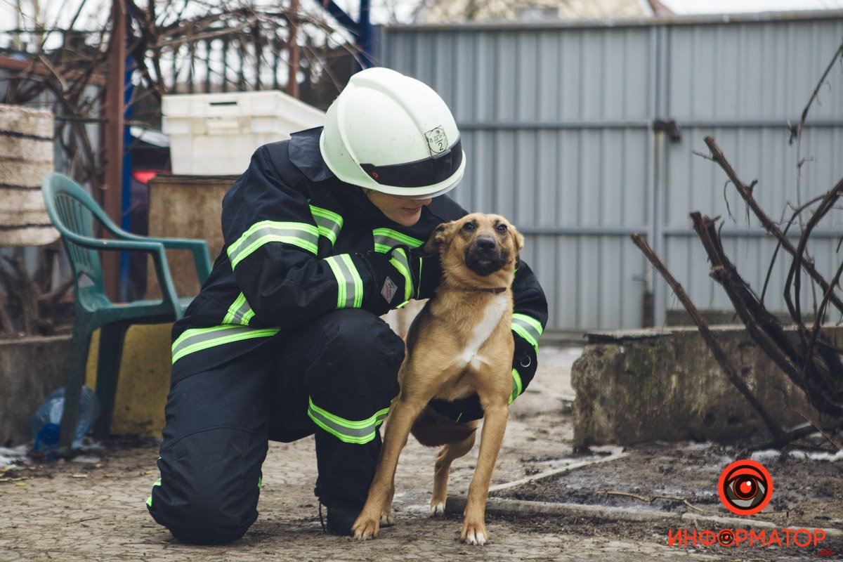 Военные, полицейские и спасатели снялись в фотосессии с бездомными животными в Днепре: классные фото 14