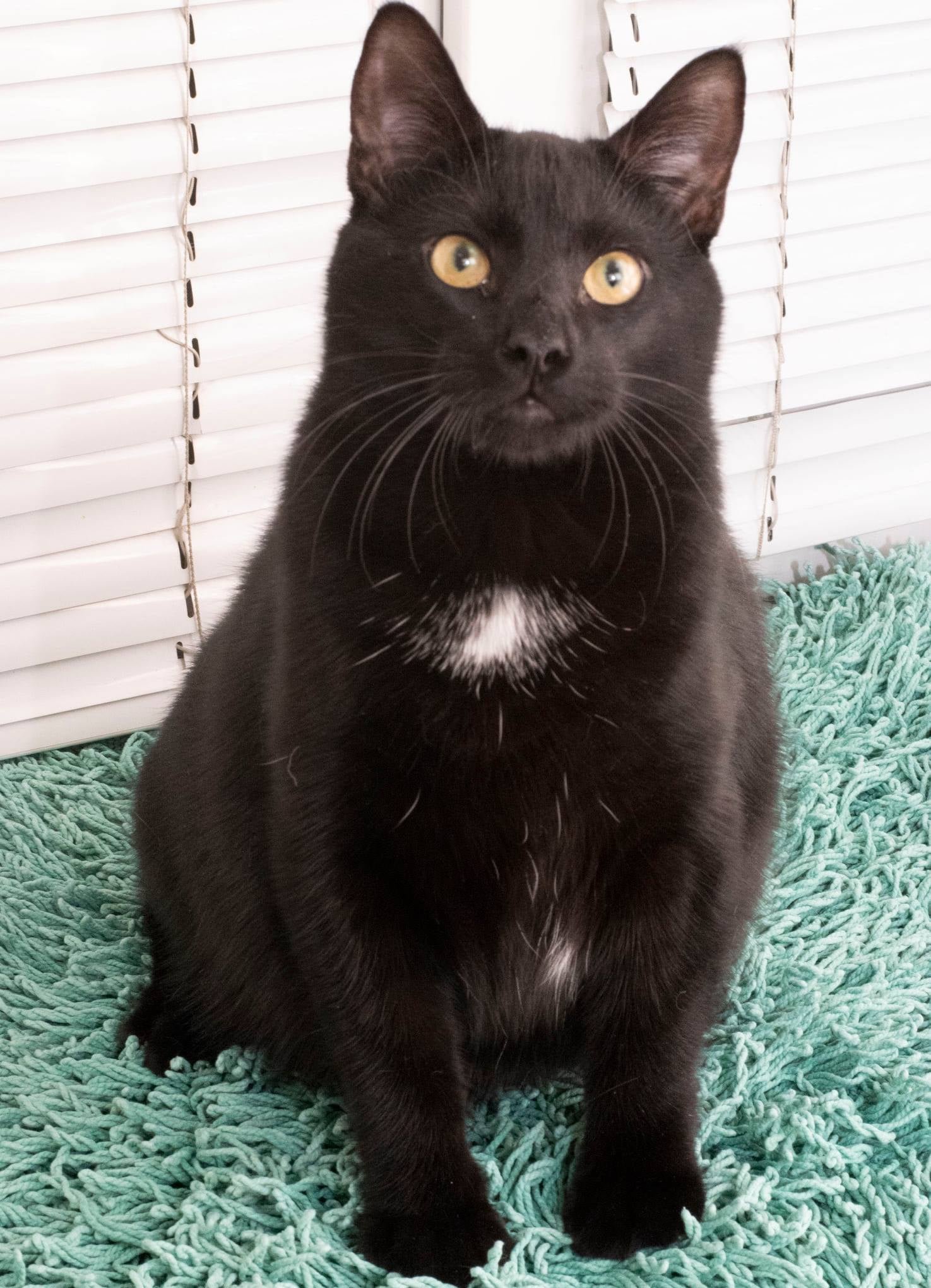 Животные ищут дом: где в Днепра найти себе кота или собаку 1