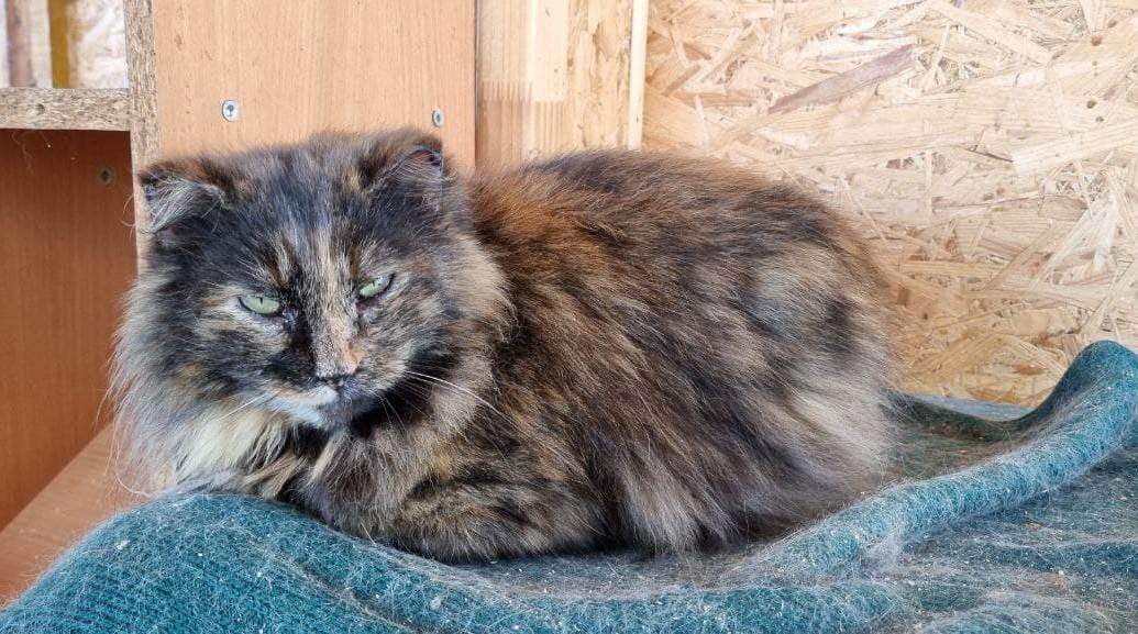 Животные ищут дом: где в Днепра найти себе кота или собаку 2