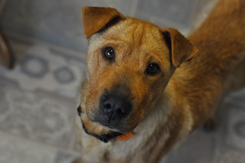 Животные ищут дом: где в Днепра найти себе кота или собаку 3