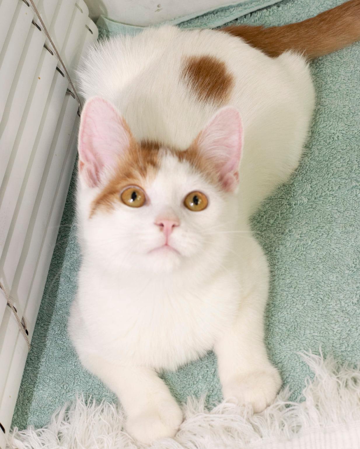 Животные ищут дом: где в Днепра найти себе кота или собаку 4