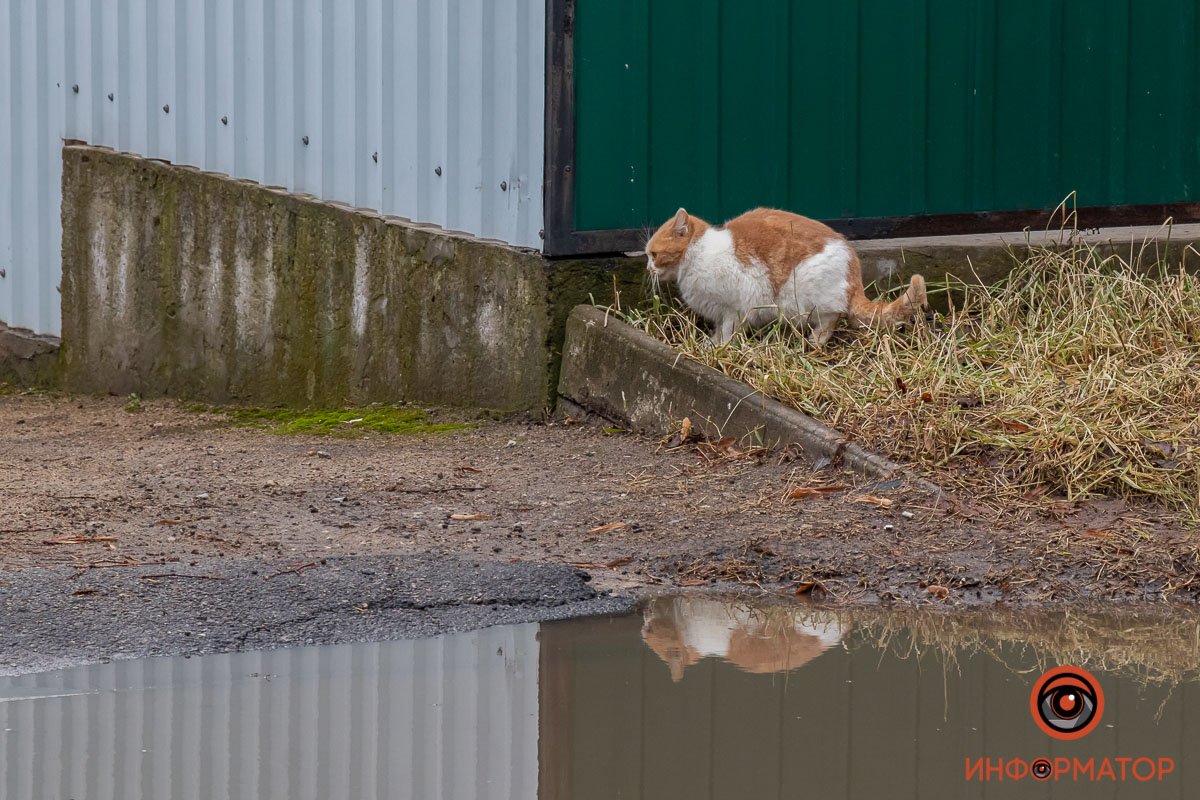Кто такие Сечевые Стрельцы и что за Артем: почему улица в центре Днепра так называется 60