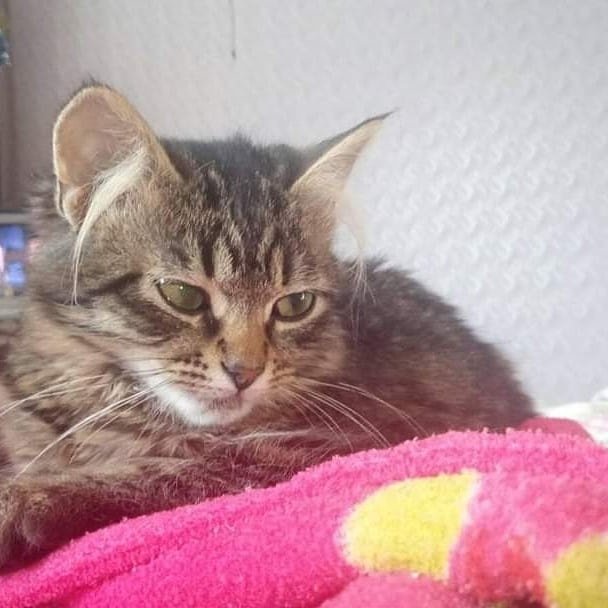 В Днепре пропало много животных: помогите найти 1