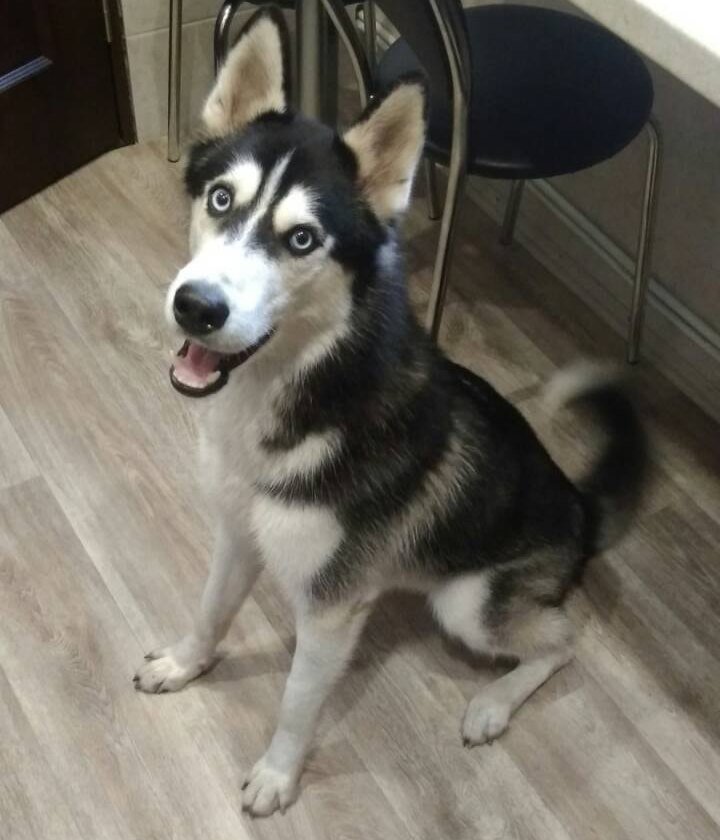 В Днепре пропало много животных: помогите найти 2