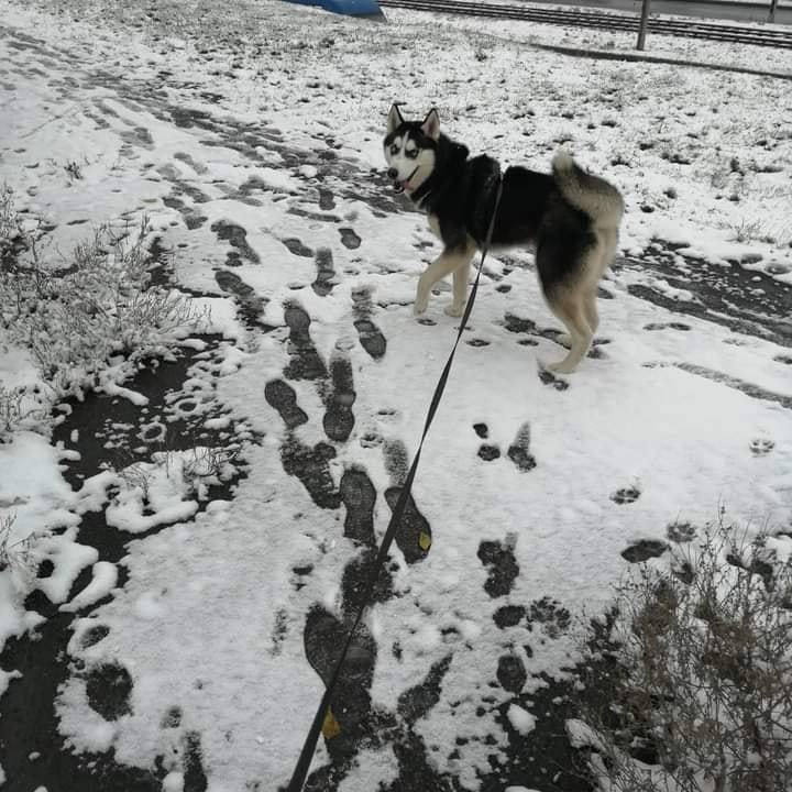 В Днепре пропало много животных: помогите найти 4