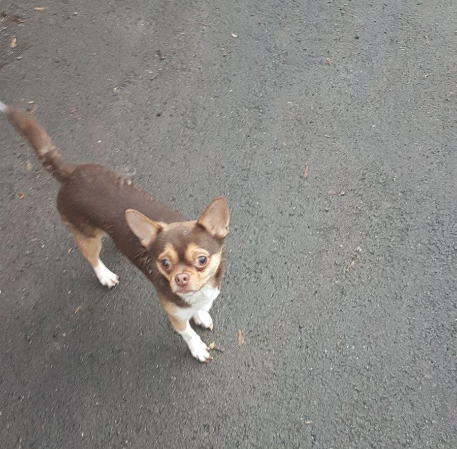 В Днепре пропало много животных: помогите найти 5