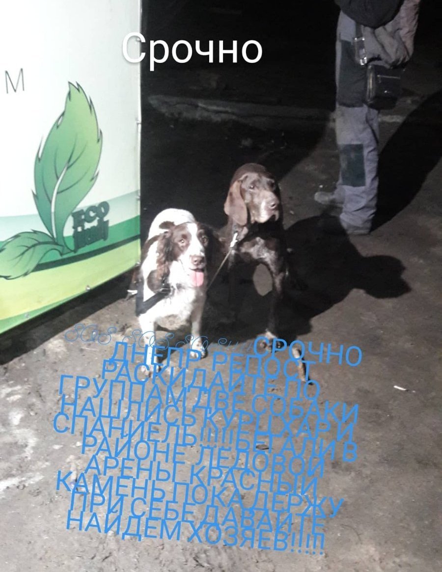 В Днепре пропало много животных: помогите найти 6