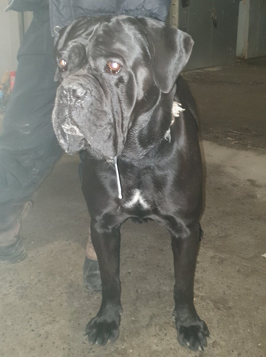 В Днепре пропало много животных: помогите найти 7