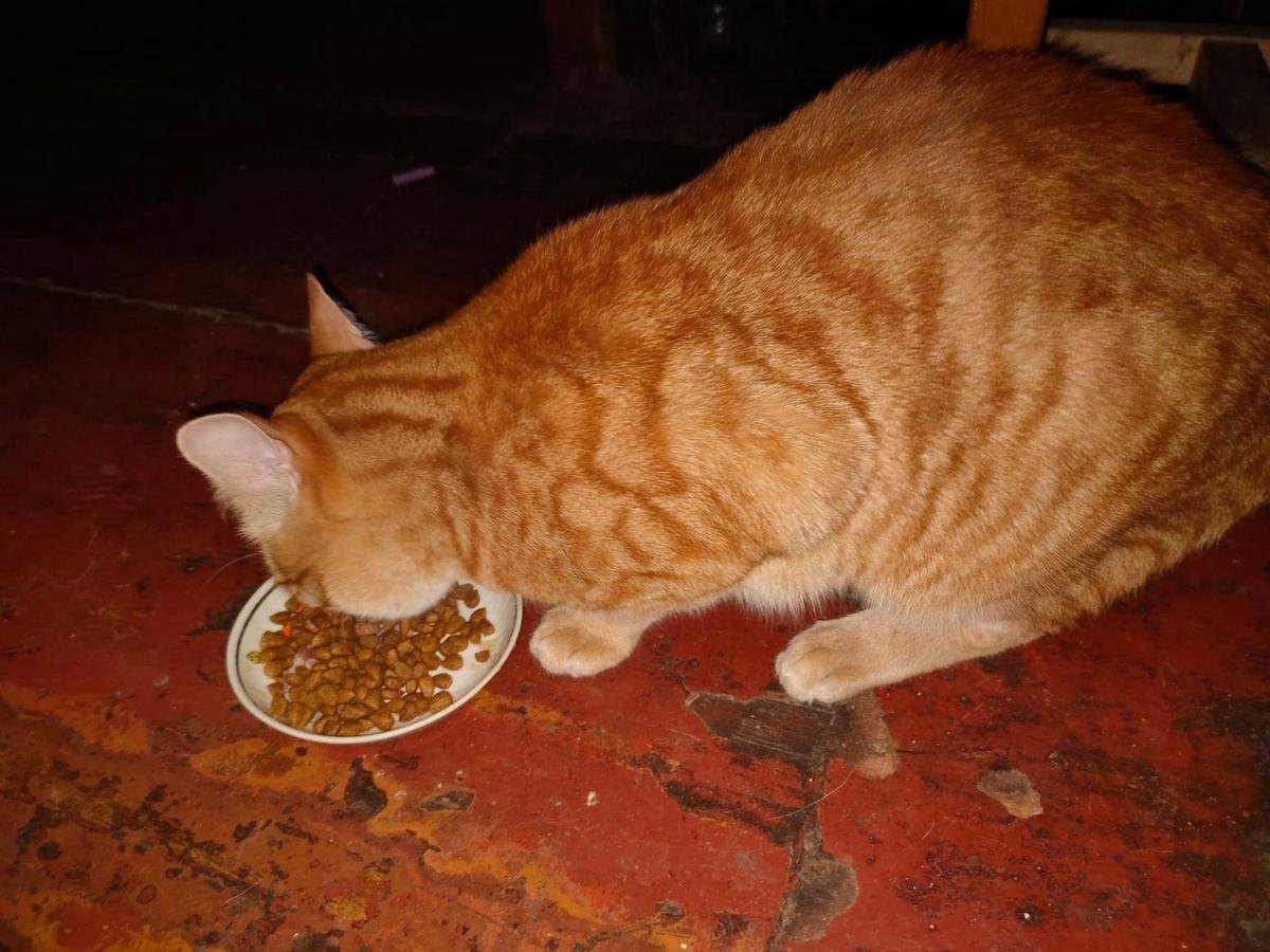 В Днепре пропало много животных: помогите найти 8