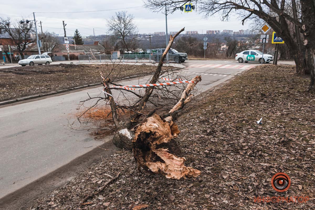 Ветки бережно обвязали сигнальной лентой Ветки бережно обвязали сигнальной лентой