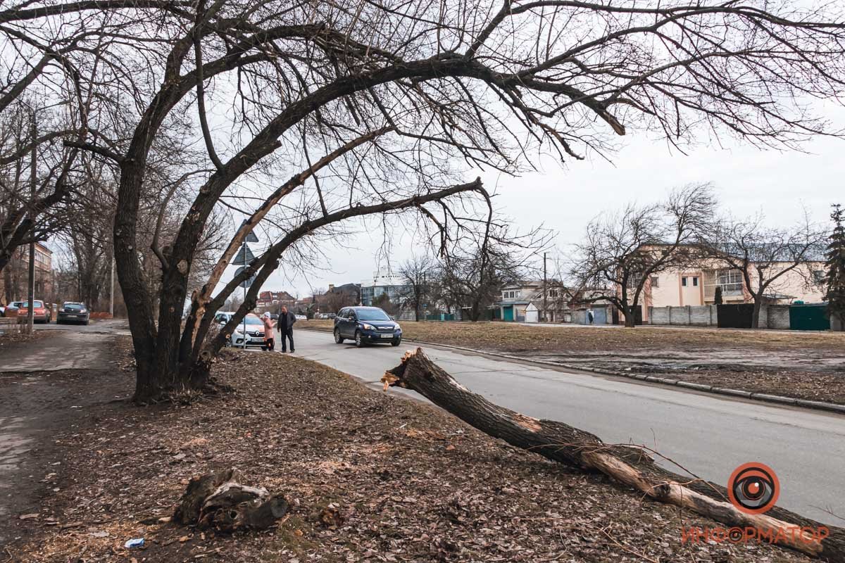 Сухое дерево упало на дорогу Сухое дерево упало на дорогу