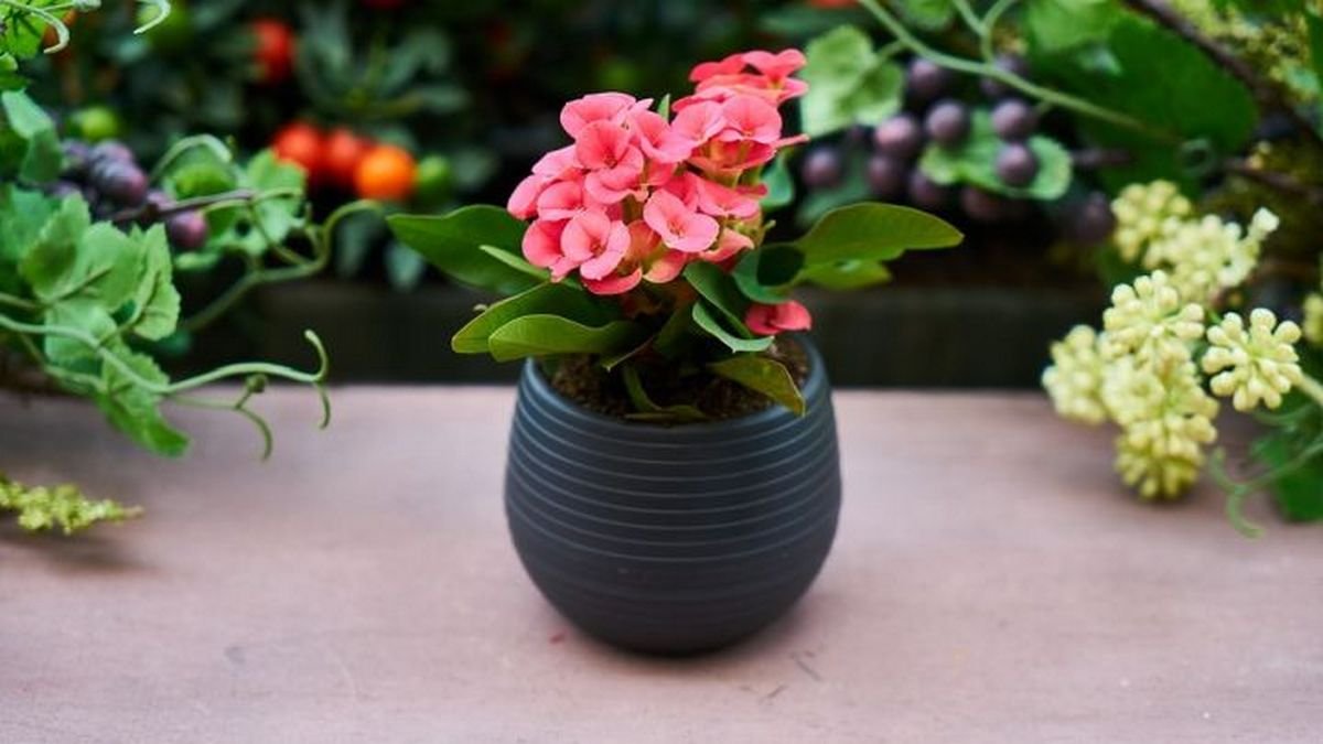 К тому же, они милые К тому же, они милые