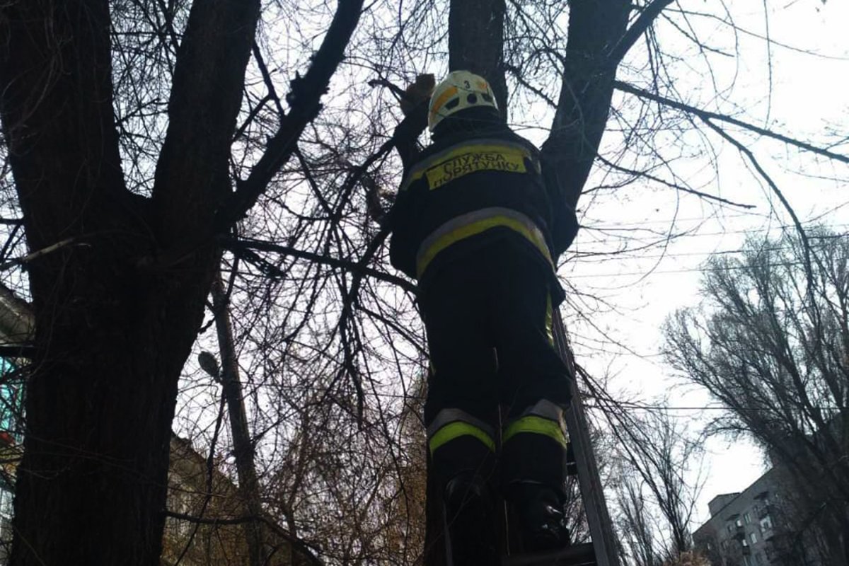 Пушистый не пострадал Пушистый не пострадал