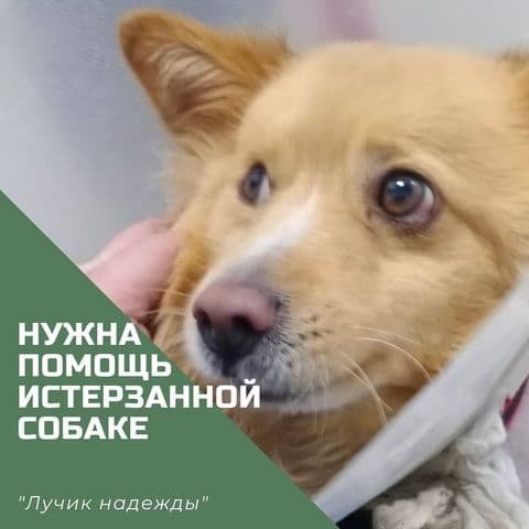 Отравилась крысиным ядом, "отбили почки" и множество ран: каким животным Днепра нужна помощь 2