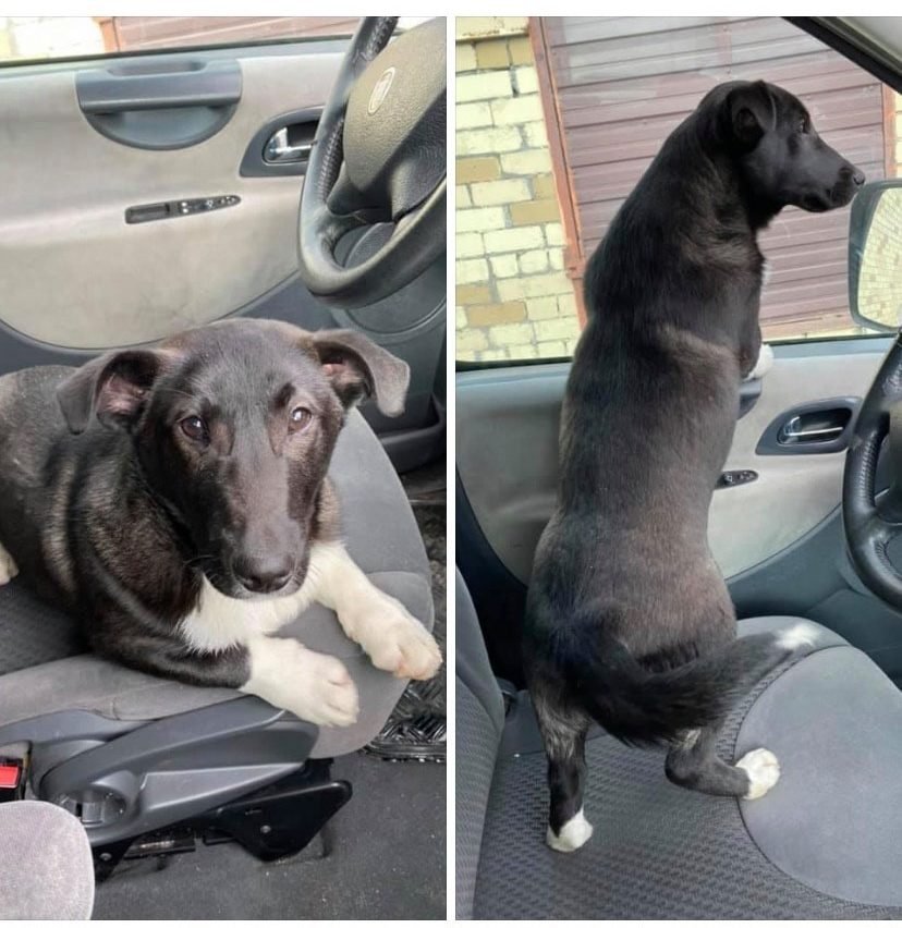 В Днепре пропало много животных: помогите найти 3