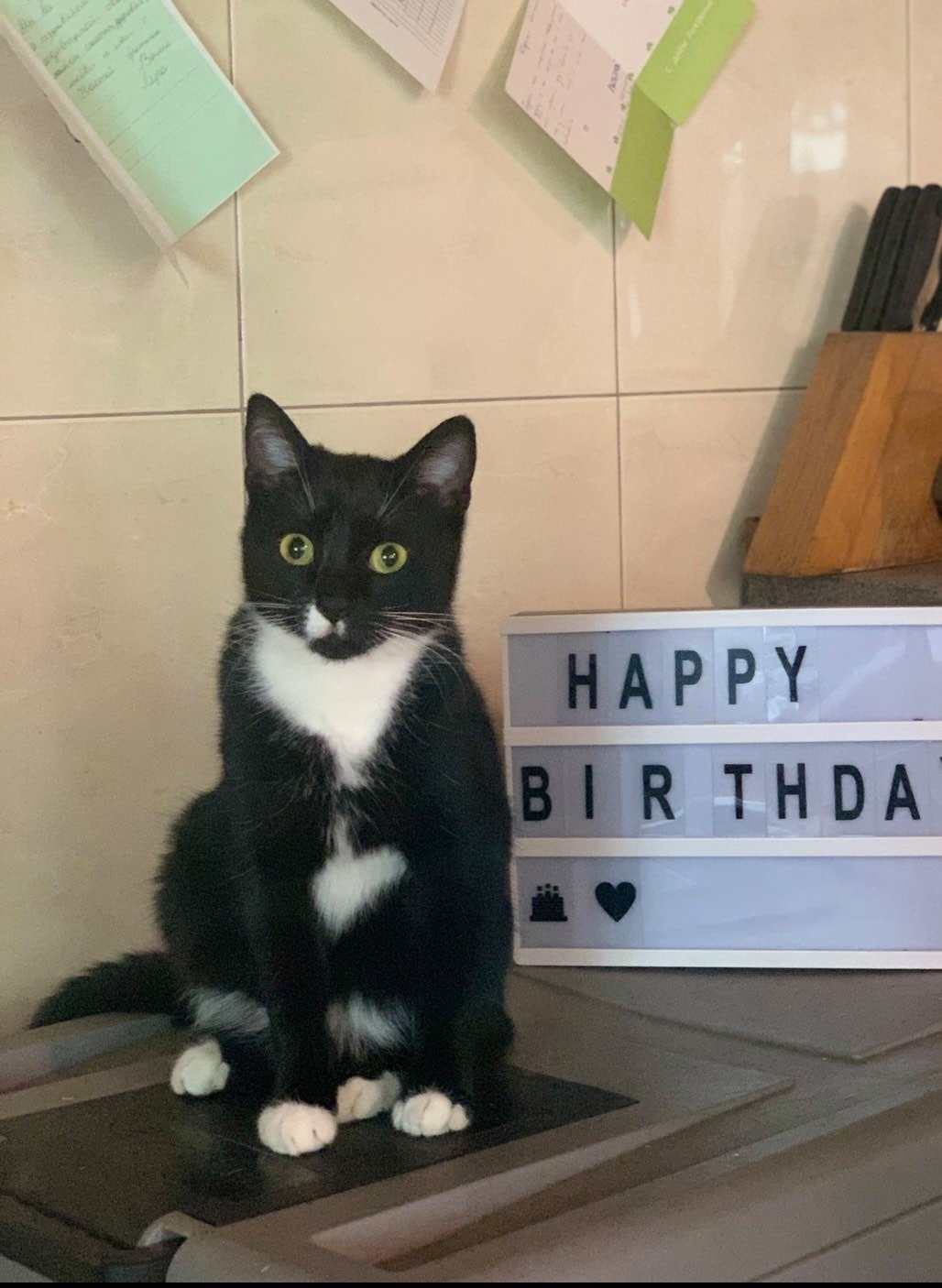 В Днепре пропало много животных: помогите найти 4