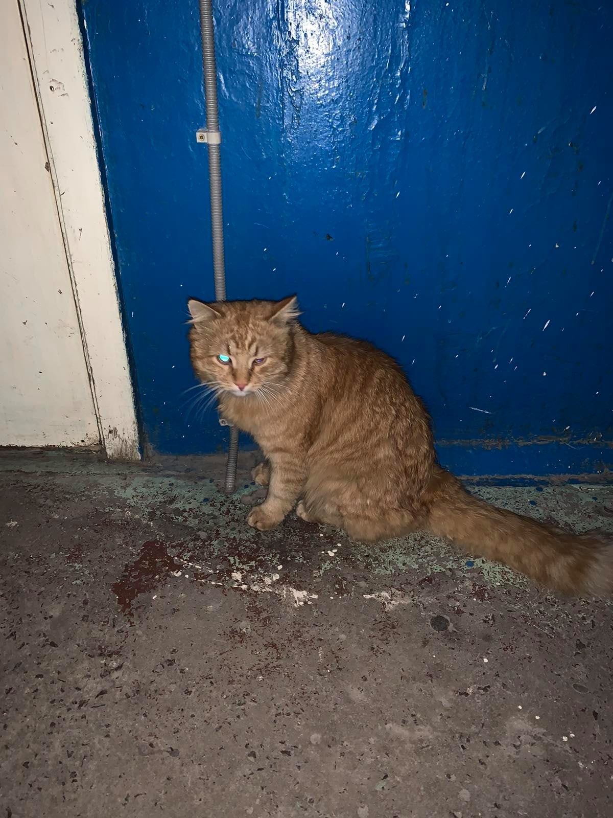 В Днепре пропало много животных: помогите найти 5