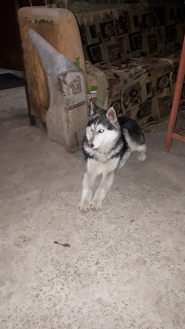 В Днепре пропало много животных: помогите найти 7