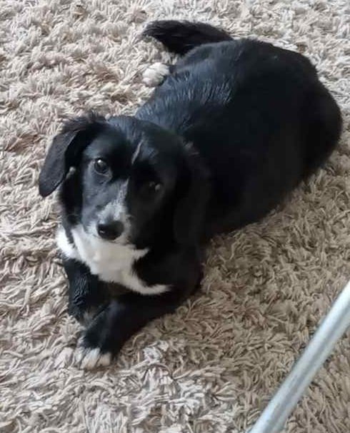 В Днепре пропало много животных: помогите найти 8