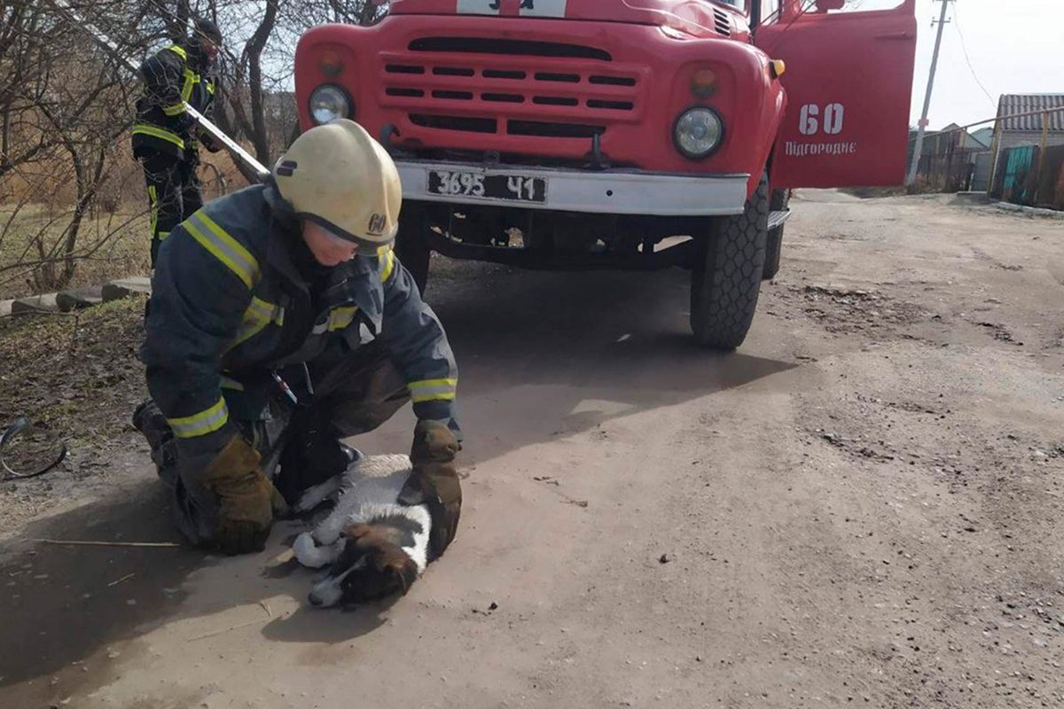 Собака не могла выбраться самостоятельно Собака не могла выбраться самостоятельно