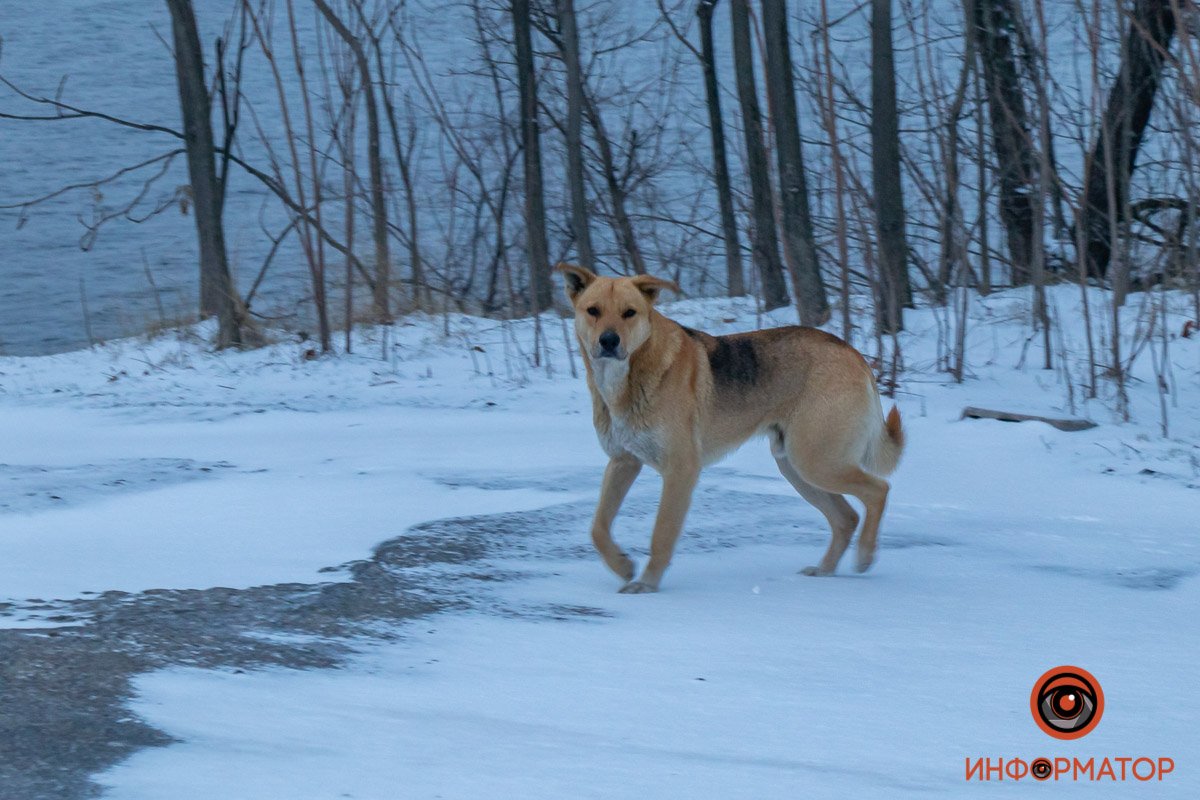 Собаки - это любовь