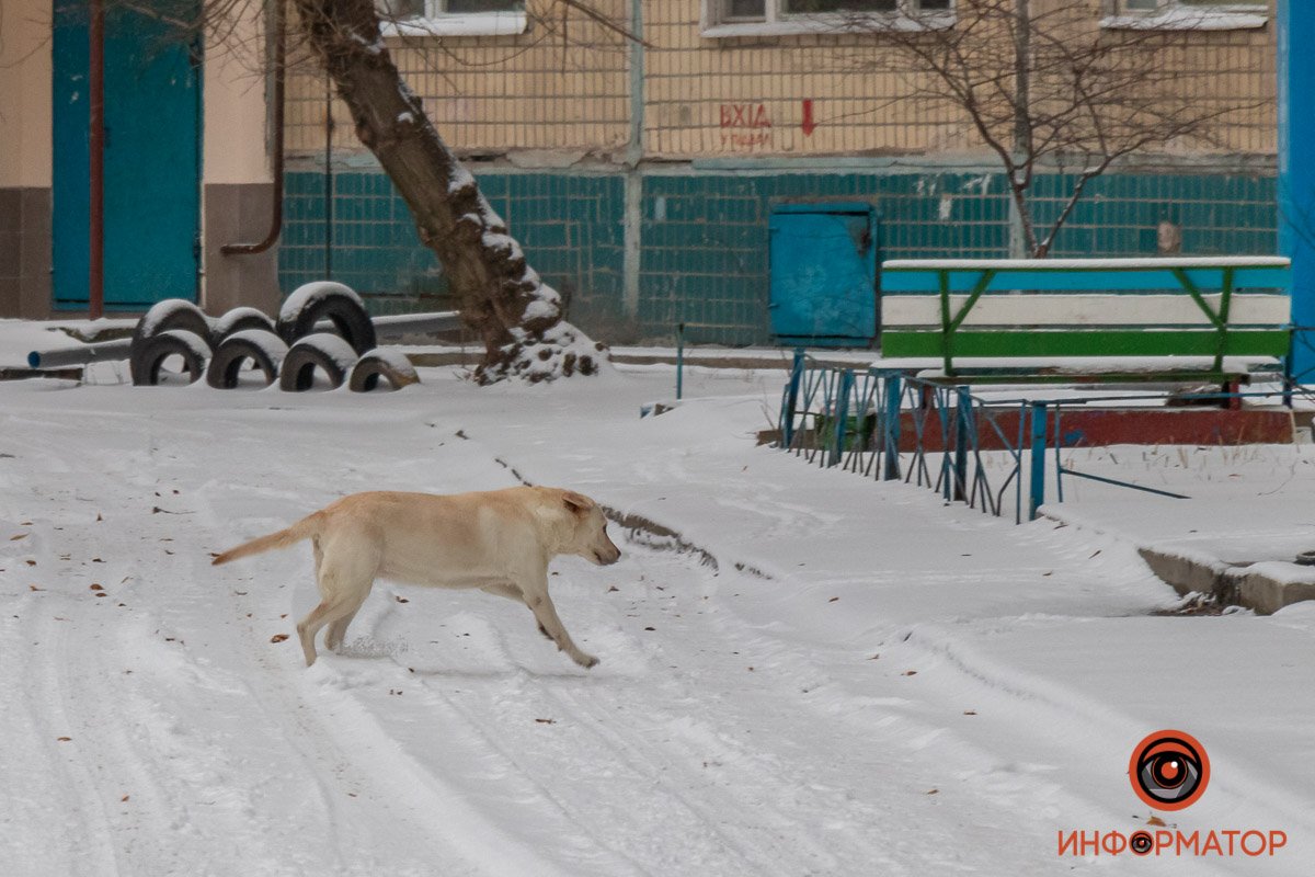 Да, мы любим собак. Сильно.