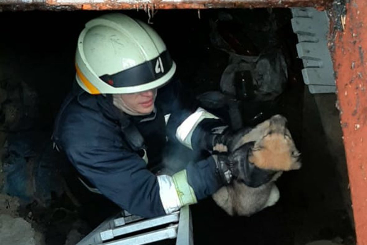 Хвостатых передали местному жителю