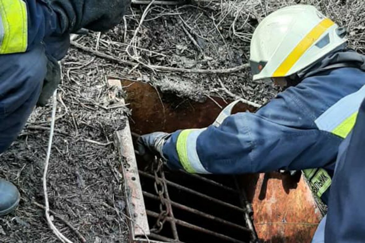 Щенки сидели в заброшенном подвале
