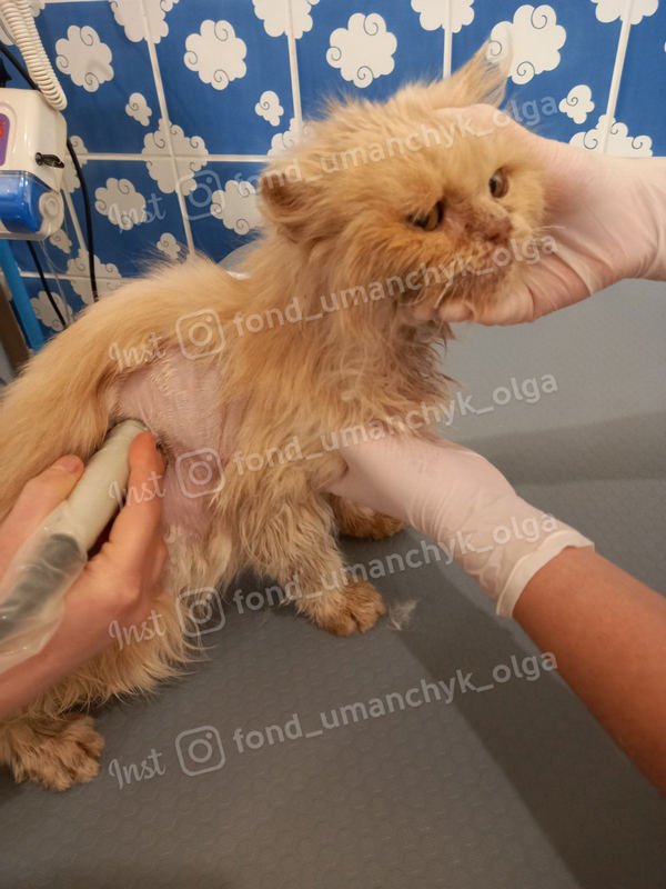 Старенький Перс нуждается в помощи