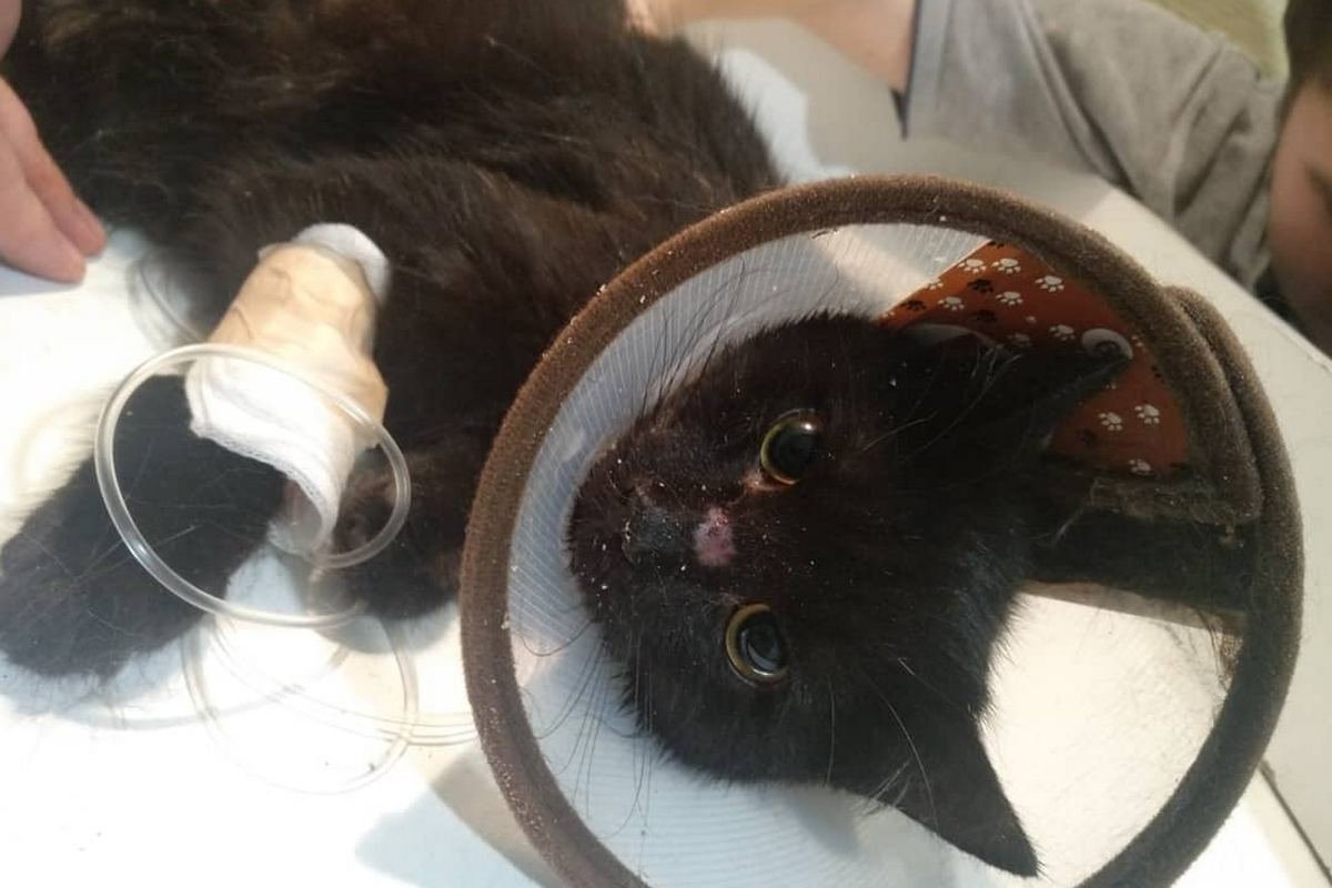 Уголька отогрели и оказали помощь, но спасение котика продолжается