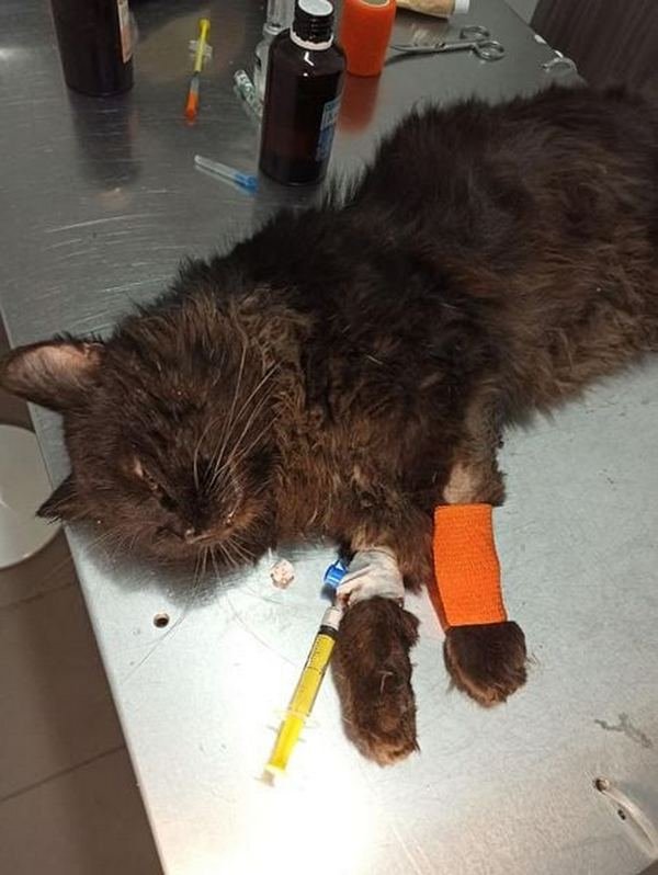 Кота сбила машина: он выжил, но все еще очень слаб