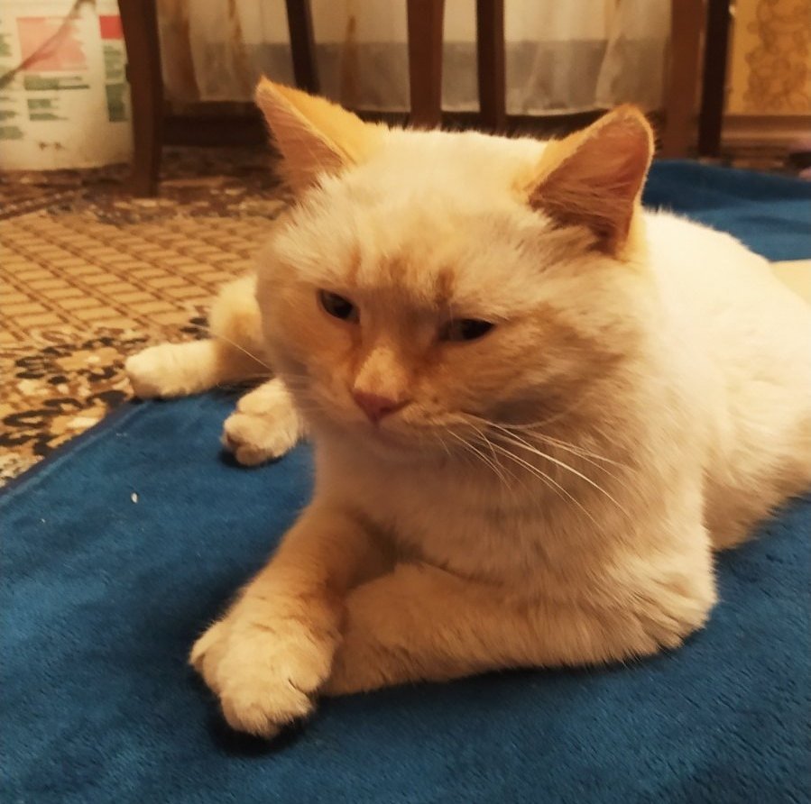 В Днепре пропало много животных: помогите найти 1