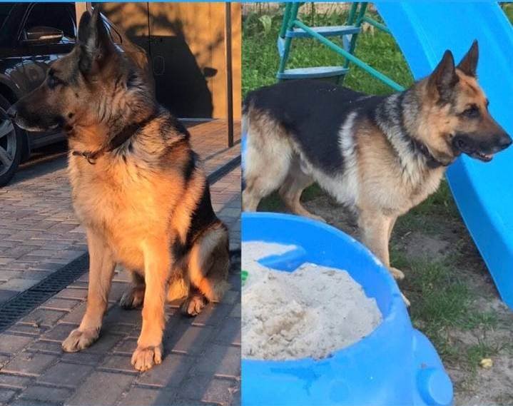 В Днепре пропало много животных: помогите найти 2